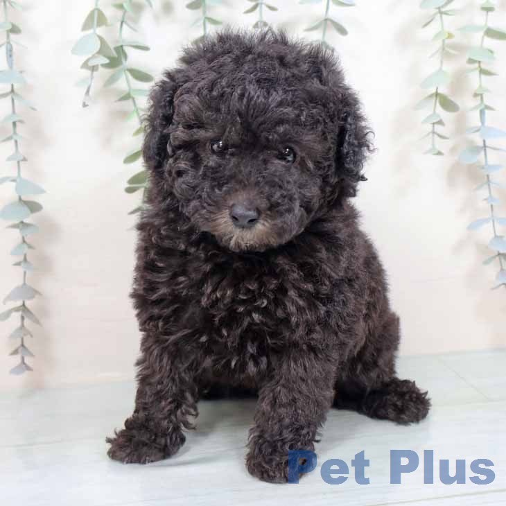 トイ・プードルの写真2