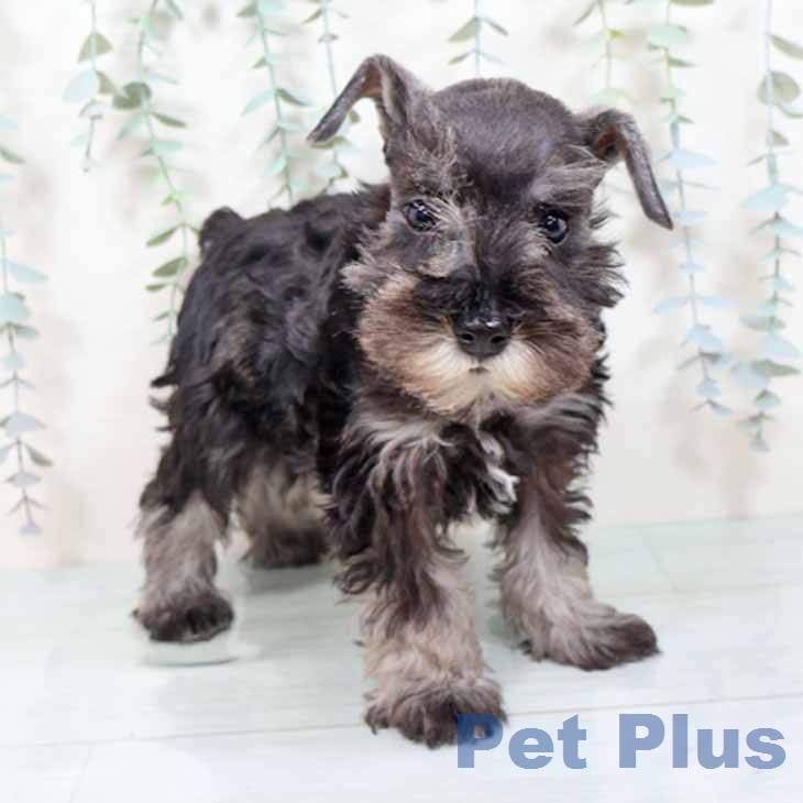 ミニチュア・シュナウザー