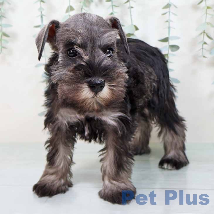 ミニチュア・シュナウザーの写真2