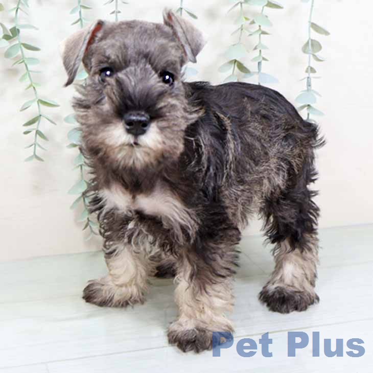 ミニチュア・シュナウザー