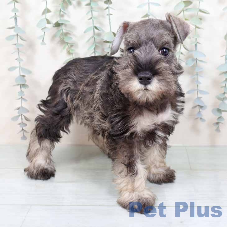 ミニチュア・シュナウザーの写真2