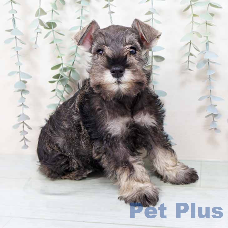 ミニチュア・シュナウザー