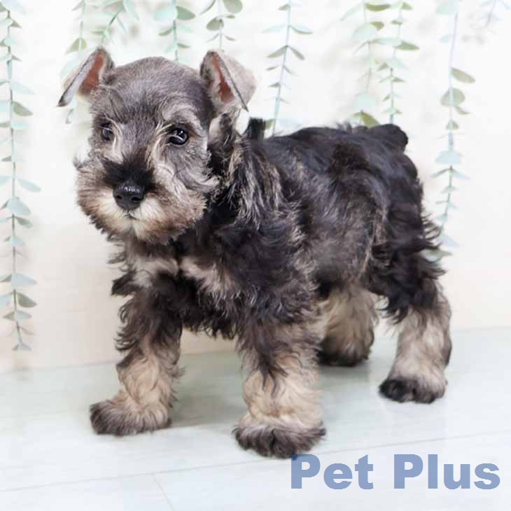 ミニチュア・シュナウザーの写真2