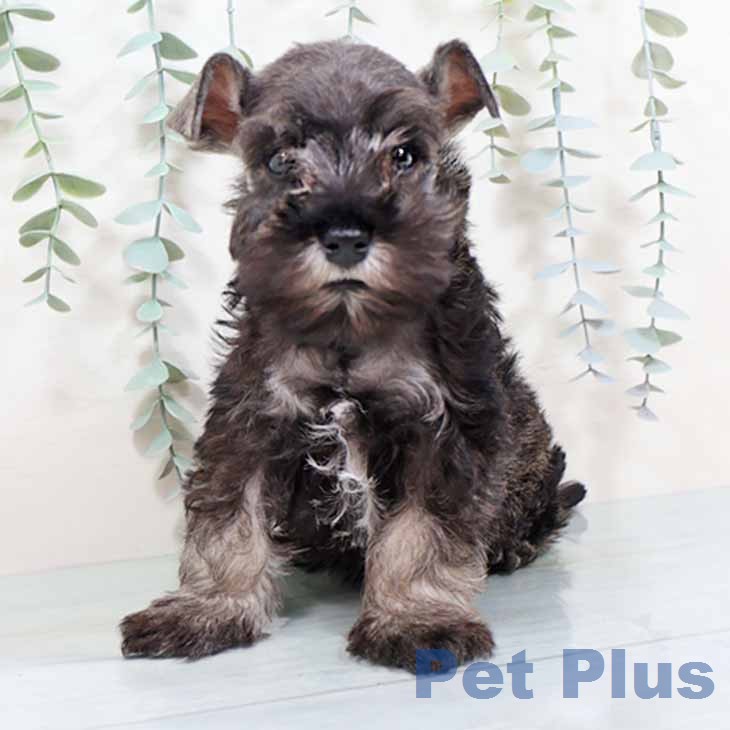 新潟県のミニチュアシュナウザー (ペットプラス 新潟南店/2025年12月4日生まれ/男の子/ソルトペッパー)の子犬の1枚目の画像