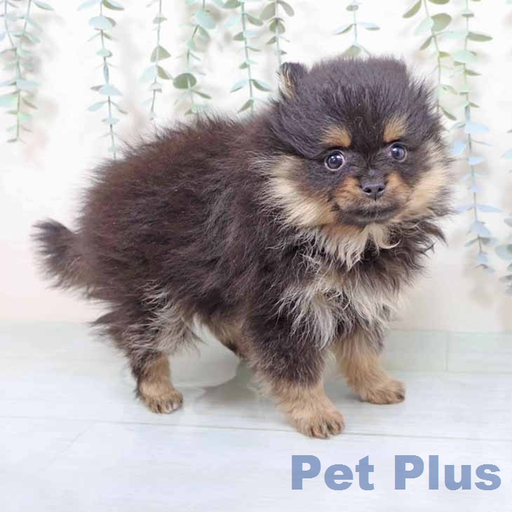 新潟県のポメラニアン (ペットプラス 新潟南店/2025年11月30日生まれ/女の子/ブラックタン)の子犬の1枚目の画像