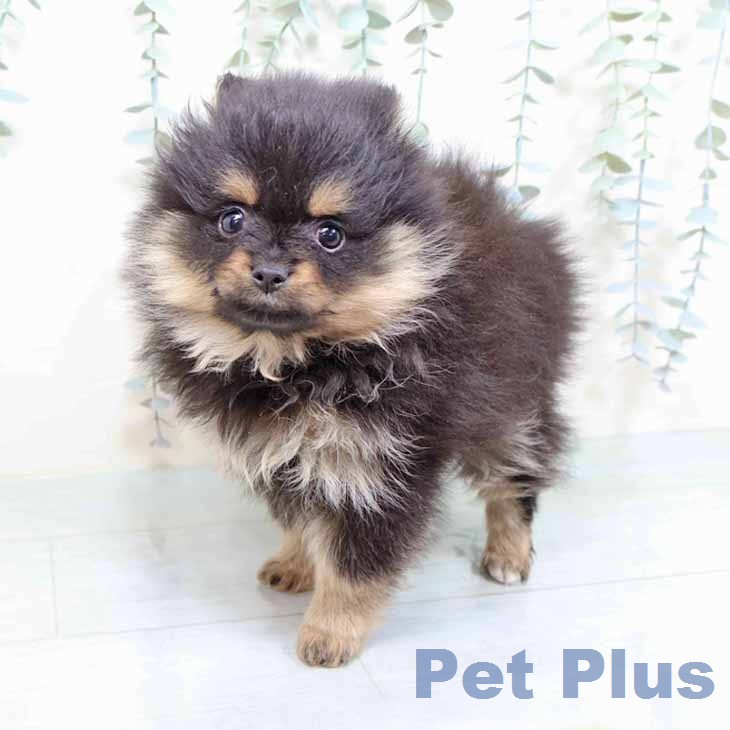 新潟県のポメラニアン (ペットプラス 新潟南店/2025年11月30日生まれ/女の子/ブラックタン)の子犬の2枚目の画像