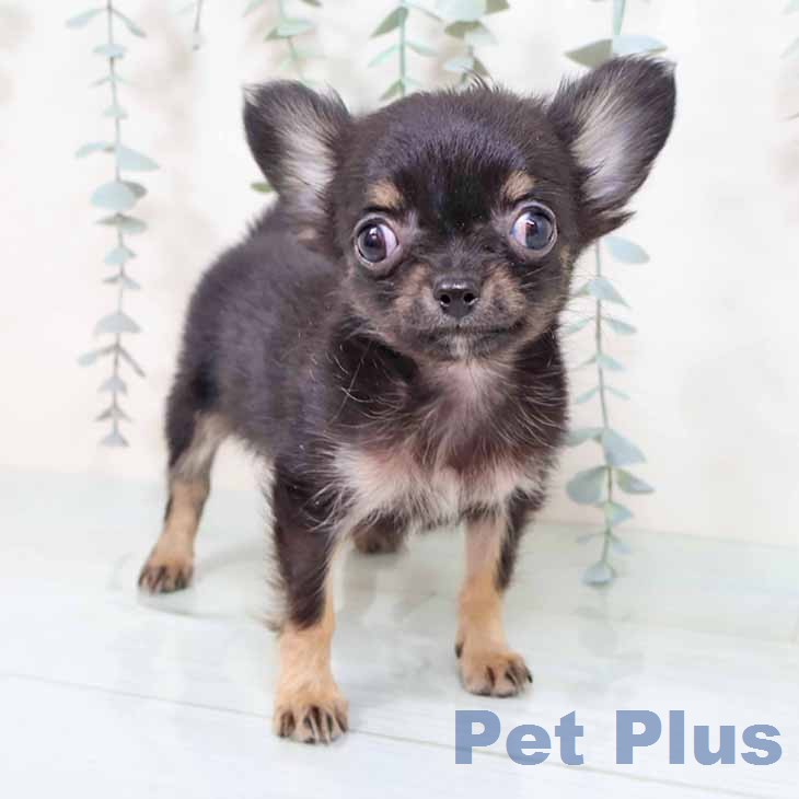 大阪府のチワワ(ロング) (ペットプラス ららぽーと和泉店/2025年11月30日生まれ/女の子/ブラックタン)の子犬の1枚目の画像