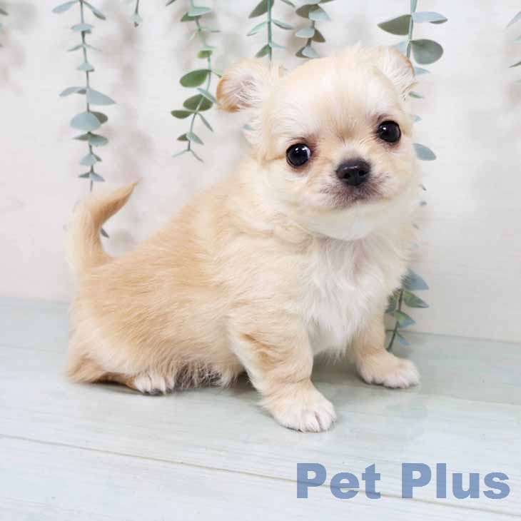 新潟県のチワワ(ロング) (ペットプラス 新潟南店/2025年12月3日生まれ/男の子/クリームホワイト)の子犬の1枚目の画像
