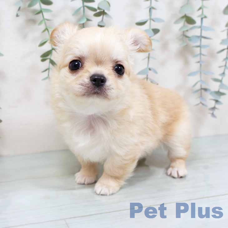 新潟県のチワワ(ロング) (ペットプラス 新潟南店/2025年12月3日生まれ/男の子/クリームホワイト)の子犬の2枚目の画像