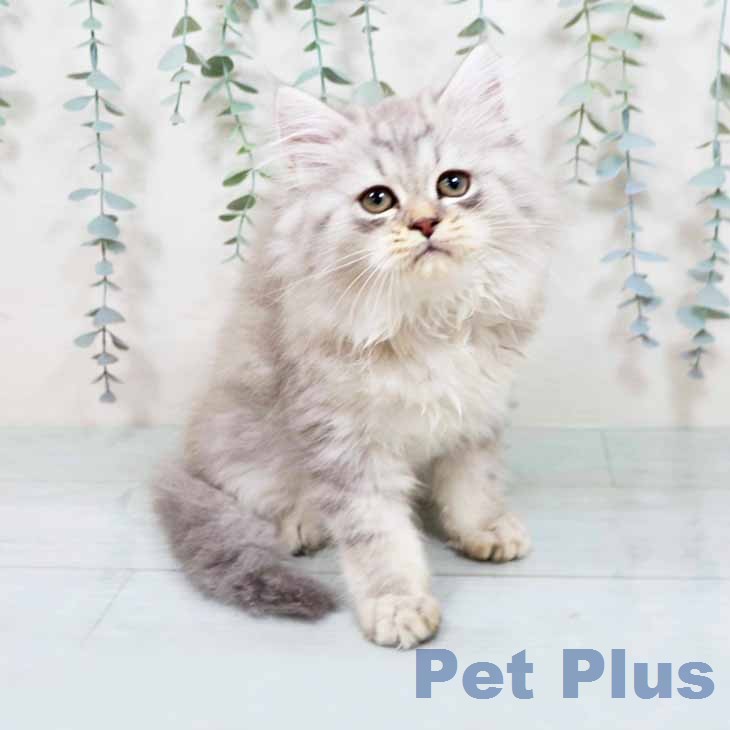 京都府のラガマフィン (ペットプラス イオンモールKYOTO店/2025年11月21日生まれ/男の子/シルバータビーホワイト)の子猫の1枚目の画像