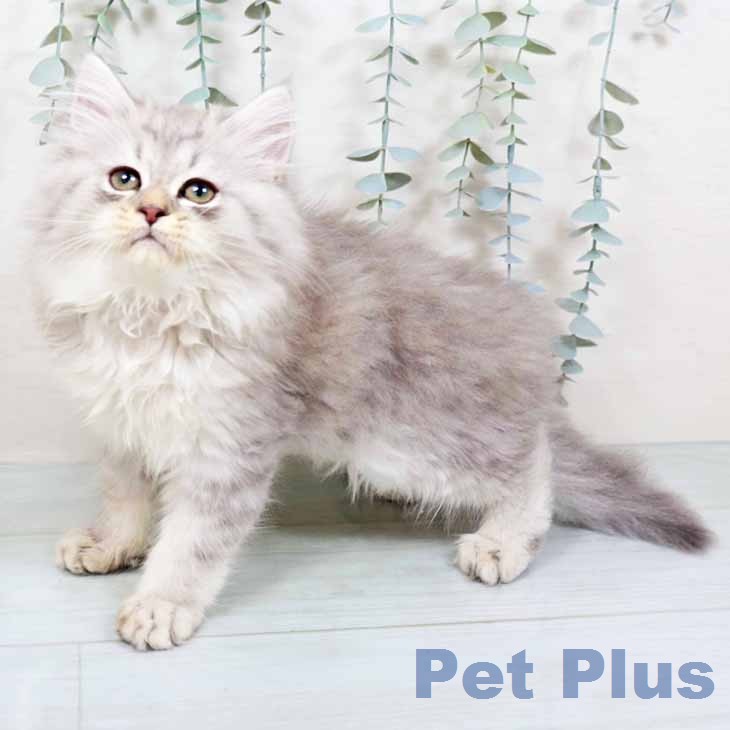京都府のラガマフィン (ペットプラス イオンモールKYOTO店/2025年11月21日生まれ/男の子/シルバータビーホワイト)の子猫の2枚目の画像