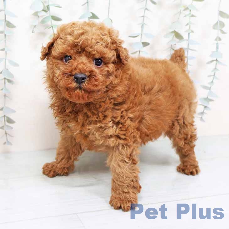 大阪府のトイプードル(トイ) (ペットプラス 松原店/2025年12月4日生まれ/男の子/レッド)の子犬の2枚目の画像