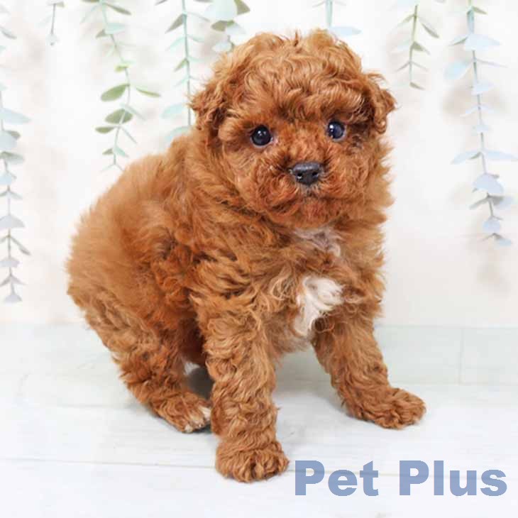 トイ・プードルの写真2