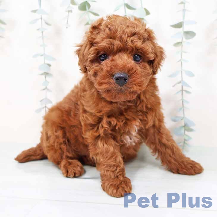 トイ・プードル