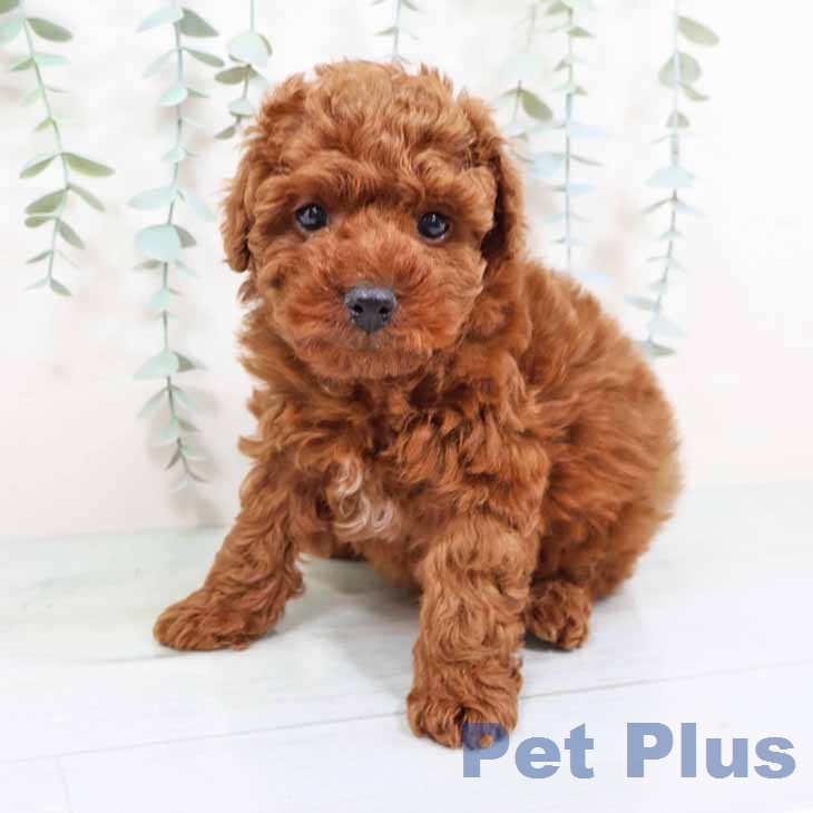 トイ・プードルの写真2