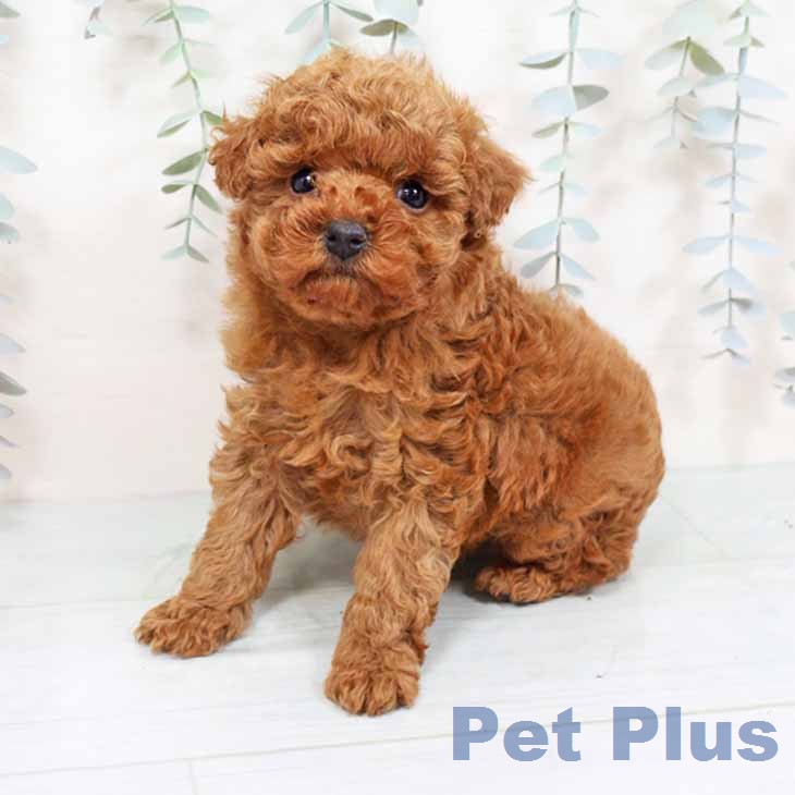 トイ・プードルの写真2