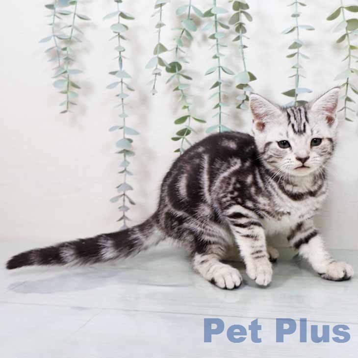 大阪府のアメリカンショートヘアー (ペットプラス イオン大日店/2025年11月20日生まれ/女の子/シルバータビー)の子猫の1枚目の画像