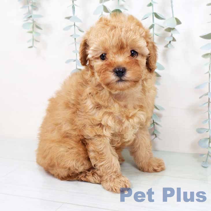 トイ・プードル