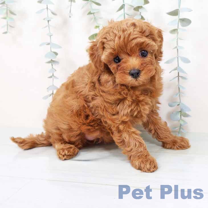 トイ・プードルの写真2