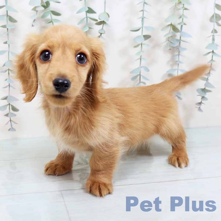 大阪府のカニンヘンダックスフンド(ロング) (ペットプラス ららぽーと和泉店/2025年12月5日生まれ/男の子/ゴールド)の子犬の1枚目の画像