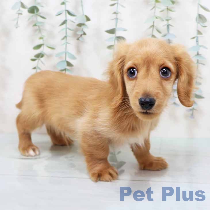 大阪府のカニンヘンダックスフンド(ロング) (ペットプラス ららぽーと和泉店/2025年12月5日生まれ/男の子/ゴールド)の子犬の2枚目の画像