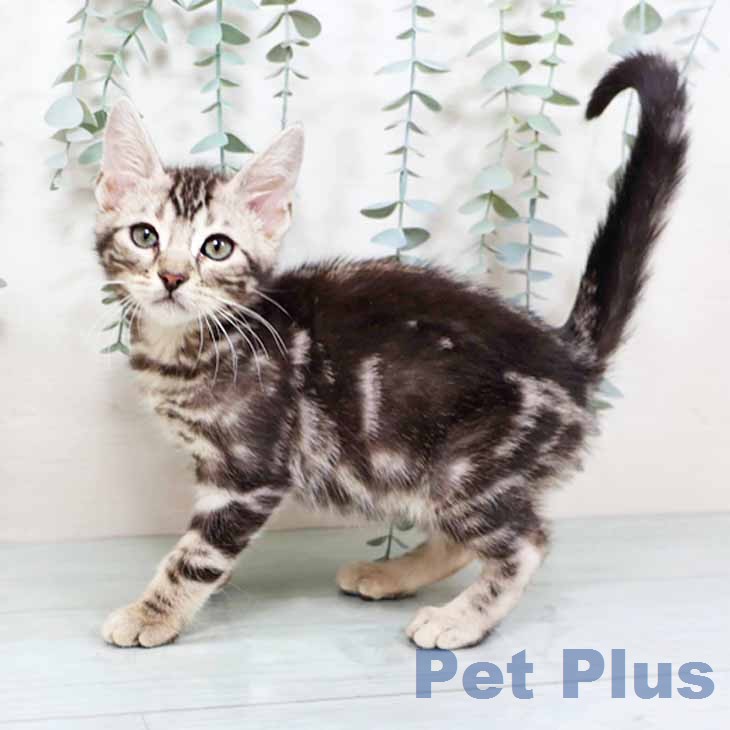 京都府のマンチカン (ペットプラス 久御山店/2025年12月5日生まれ/男の子/シルバータビー)の子猫の1枚目の画像