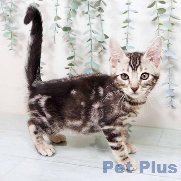 京都府のマンチカン (ペットプラス 久御山店/2025年12月5日生まれ/男の子/シルバータビー)の子猫の2枚目の画像