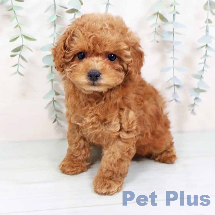 トイ・プードルの写真2