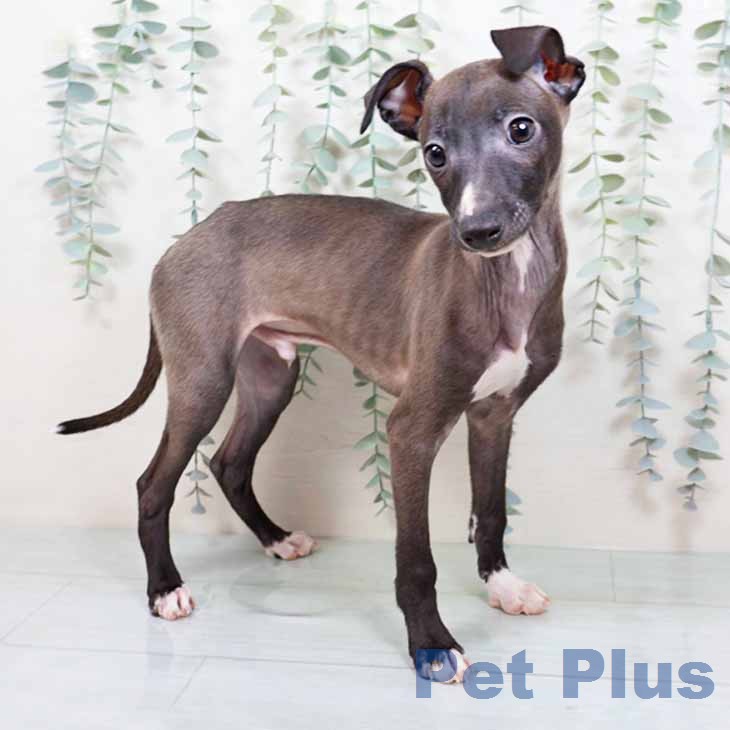 京都府のイタリアングレーハウンド (ペットプラス 久御山店/2025年11月27日生まれ/男の子/シールホワイトマーキング)の子犬の1枚目の画像