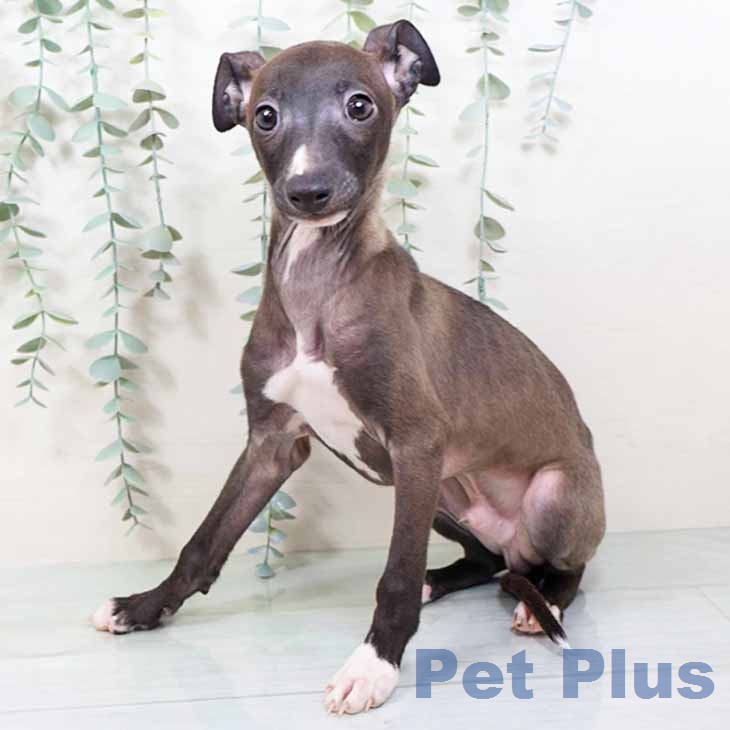 京都府のイタリアングレーハウンド (ペットプラス 久御山店/2025年11月27日生まれ/男の子/シールホワイトマーキング)の子犬の2枚目の画像