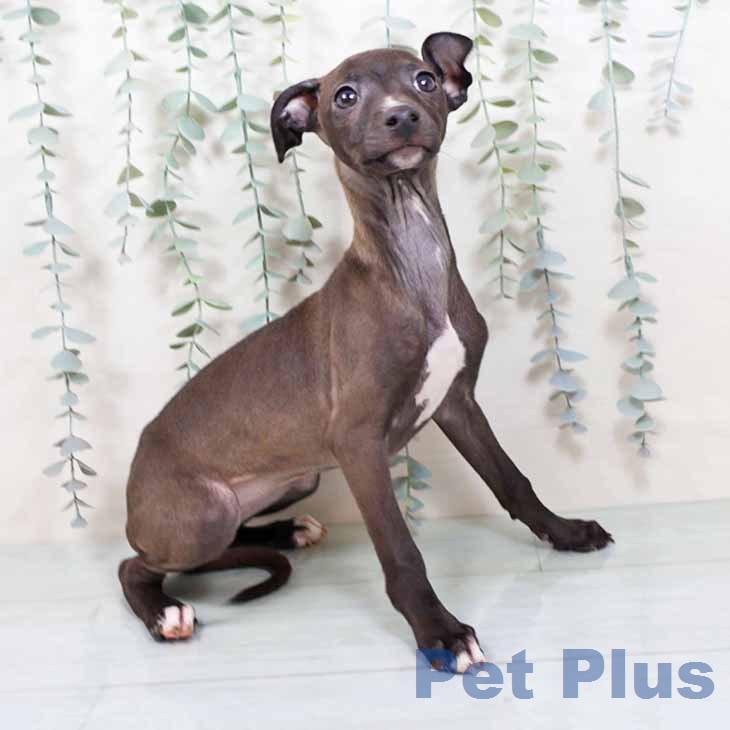 京都府のイタリアングレーハウンド (ペットプラス 京都桂川店/2025年11月27日生まれ/女の子/シールホワイトマーキング)の子犬の1枚目の画像