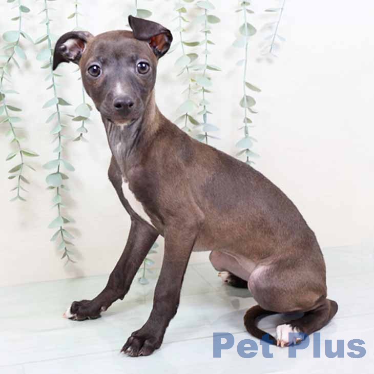 京都府のイタリアングレーハウンド (ペットプラス 京都桂川店/2025年11月27日生まれ/女の子/シールホワイトマーキング)の子犬の2枚目の画像