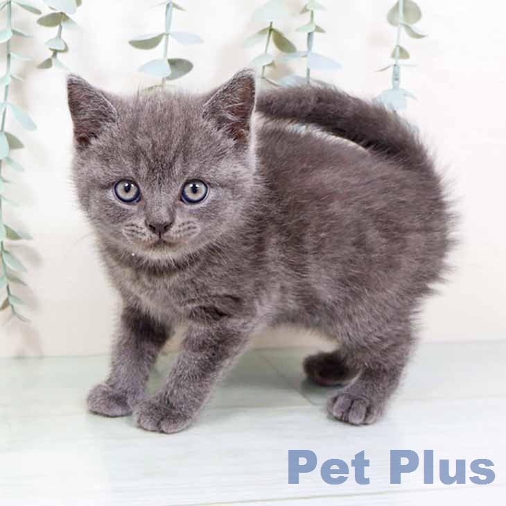 ブリティッシュショートヘアの写真2