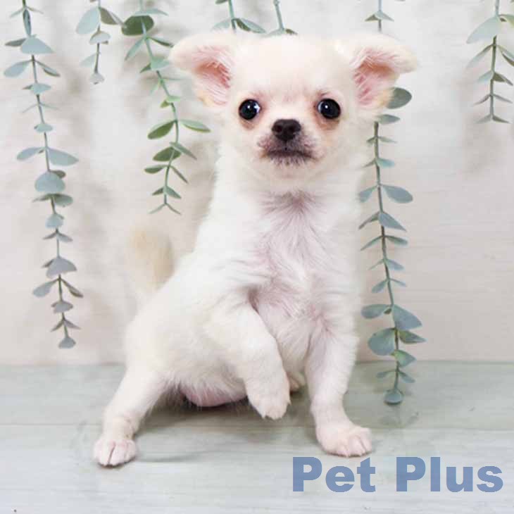 大阪府のチワワ(ロング) (ペットプラス 松原店/2025年12月3日生まれ/女の子/ホワイトクリーム)の子犬の1枚目の画像