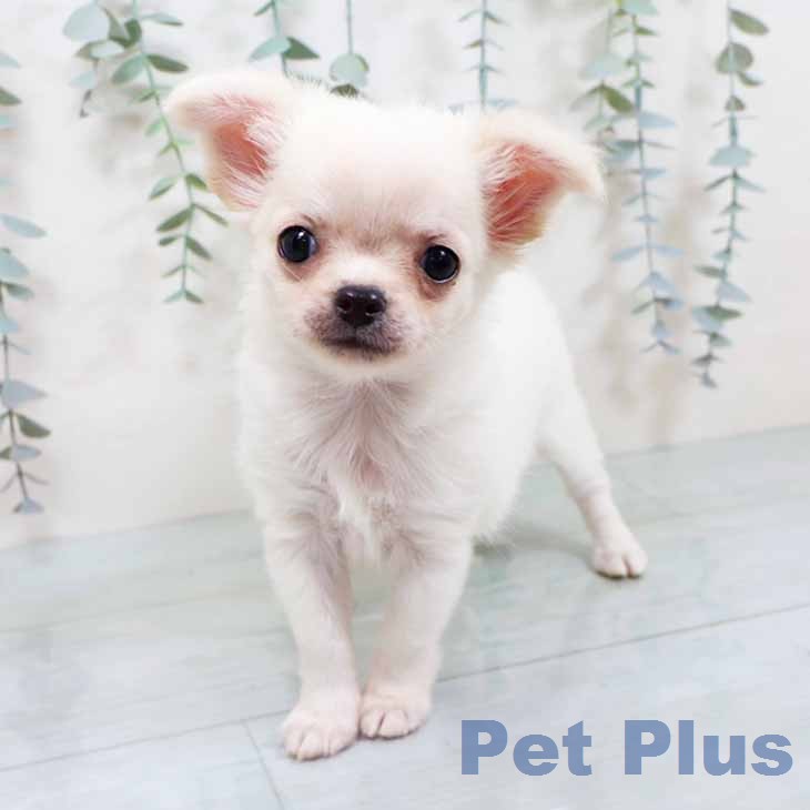 大阪府のチワワ(ロング) (ペットプラス 松原店/2025年12月3日生まれ/女の子/ホワイトクリーム)の子犬の2枚目の画像
