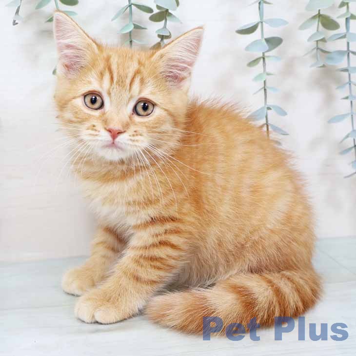 京都府のスコティッシュフォールド (ペットプラス 京都桂川店/2025年11月30日生まれ/男の子/レッドタビー)の子猫の1枚目の画像