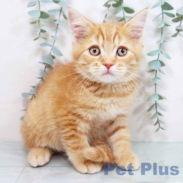 京都府のスコティッシュフォールド (ペットプラス 京都桂川店/2025年11月30日生まれ/男の子/レッドタビー)の子猫の2枚目の画像