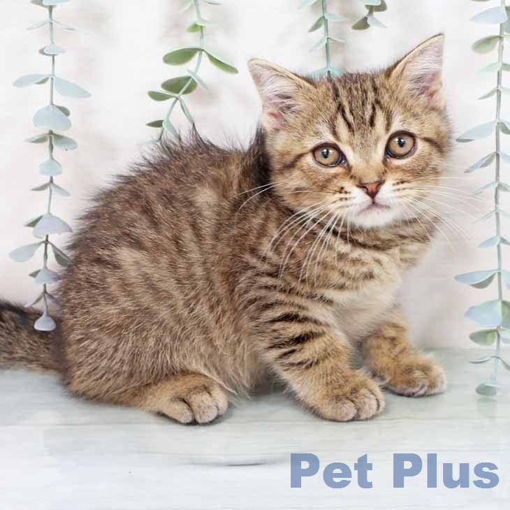 大阪府のスコティッシュフォールド (ペットプラス りんくう泉南店/2025年11月30日生まれ/男の子/ブラウンマッカレルタビー)の子猫の1枚目の画像