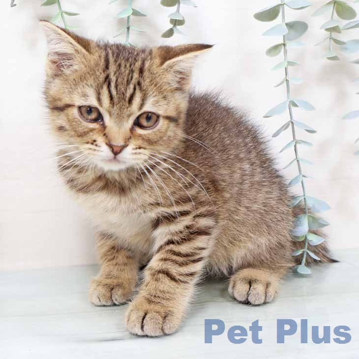 大阪府のスコティッシュフォールド (ペットプラス りんくう泉南店/2025年11月30日生まれ/男の子/ブラウンマッカレルタビー)の子猫の2枚目の画像