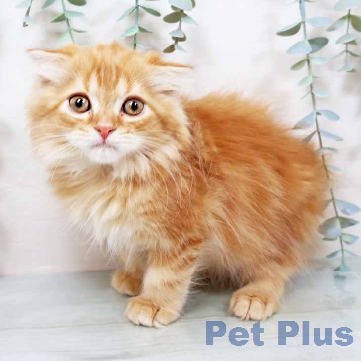 京都府のスコティッシュフォールド (ペットプラス イオンモールKYOTO店/2025年11月30日生まれ/男の子/レッドタビーホワイト)の子猫の2枚目の画像