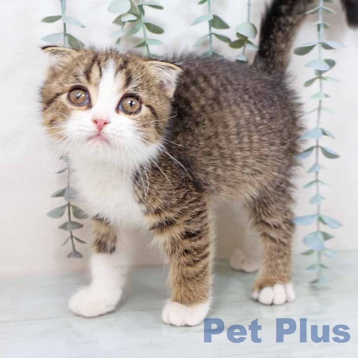 スコティッシュフォールド