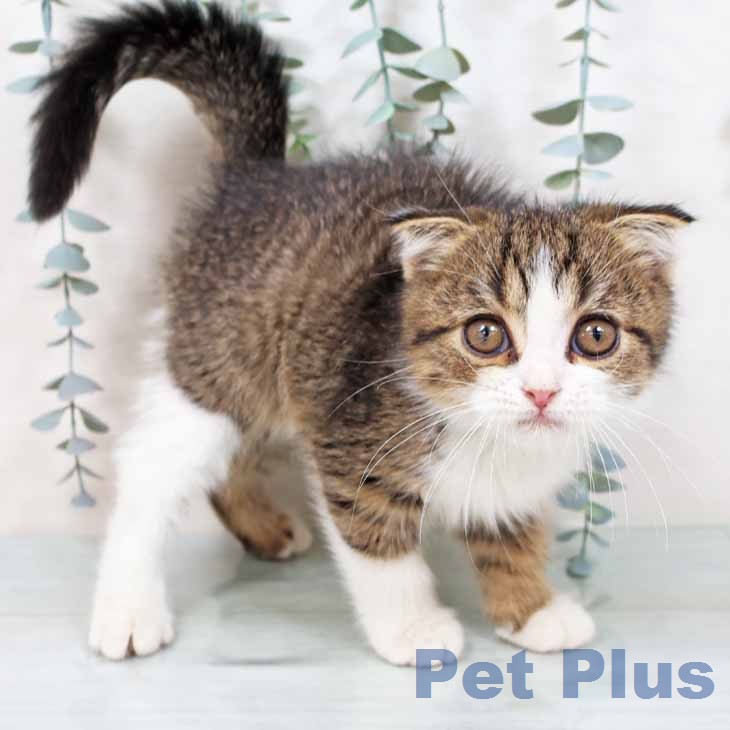 スコティッシュフォールドの写真2