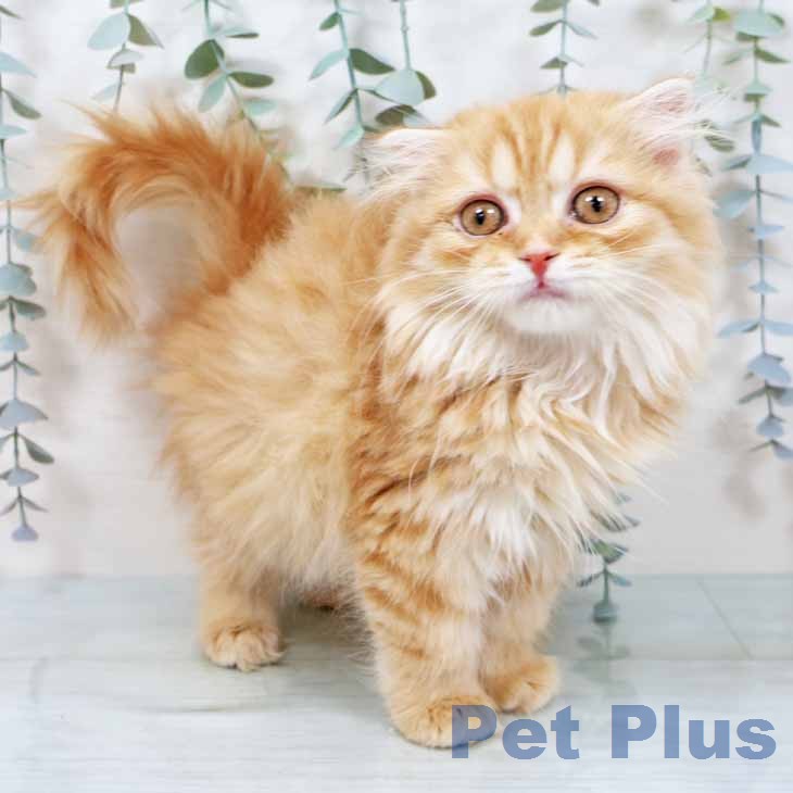奈良県のスコティッシュフォールド (ペットプラス 大和郡山店/2025年11月30日生まれ/女の子/レッドタビーホワイト)の子猫の2枚目の画像