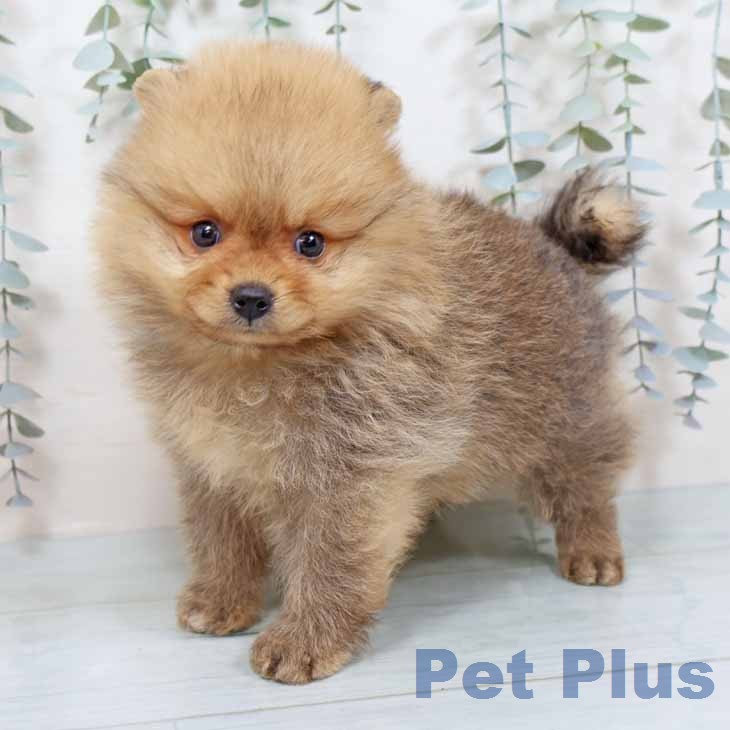 大阪府のポメラニアン (ペットプラス りんくう泉南店/2025年12月8日生まれ/男の子/オレンジ)の子犬の1枚目の画像