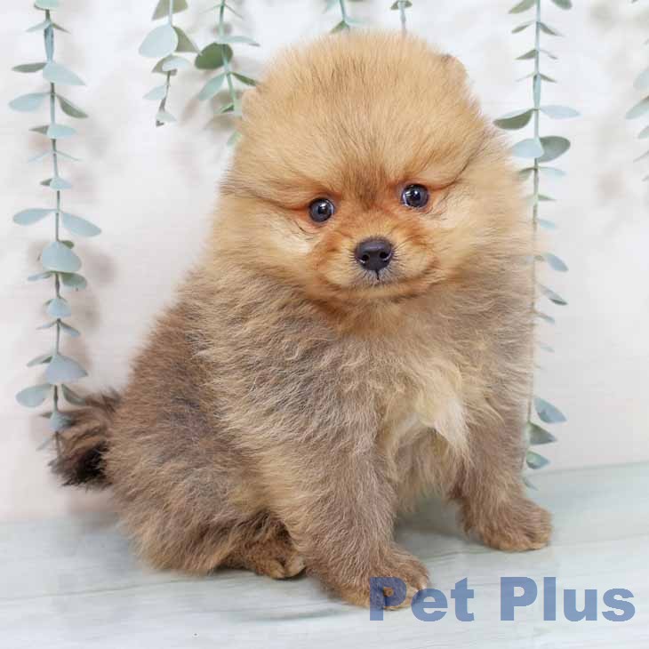 大阪府のポメラニアン (ペットプラス りんくう泉南店/2025年12月8日生まれ/男の子/オレンジ)の子犬の2枚目の画像