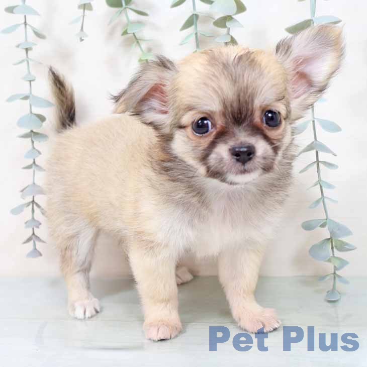 大阪府のチワワ(ロング) (ペットプラス 鶴見店/2025年12月8日生まれ/女の子/フォーン)の子犬の1枚目の画像