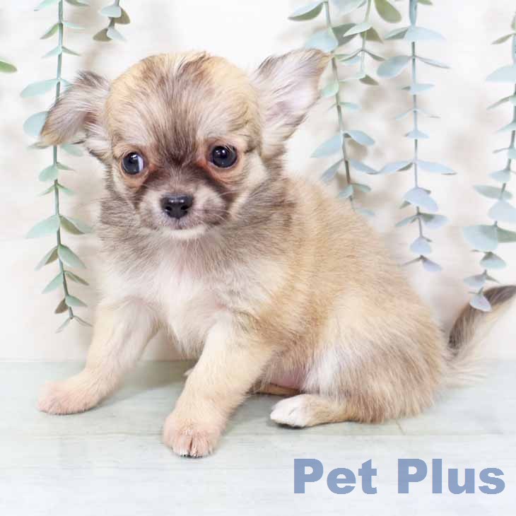 大阪府のチワワ(ロング) (ペットプラス 鶴見店/2025年12月8日生まれ/女の子/フォーン)の子犬の2枚目の画像