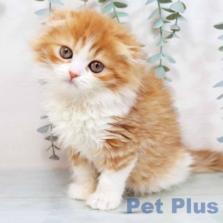 スコティッシュフォールド