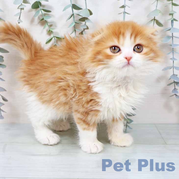 スコティッシュフォールドの写真2