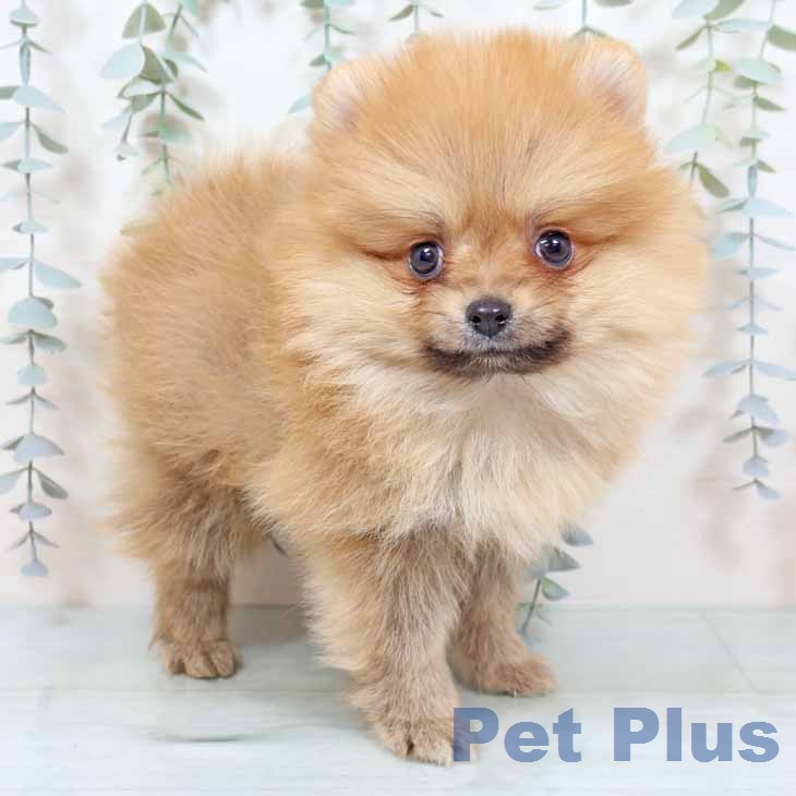 京都府のポメラニアン (ペットプラス 京都桂川店/2025年12月5日生まれ/男の子/オレンジ)の子犬の1枚目の画像